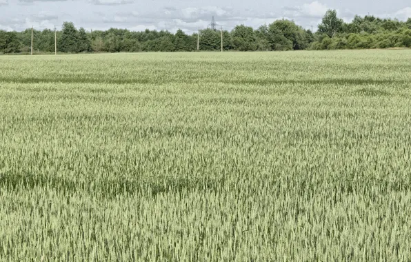 Field, landscape, nature