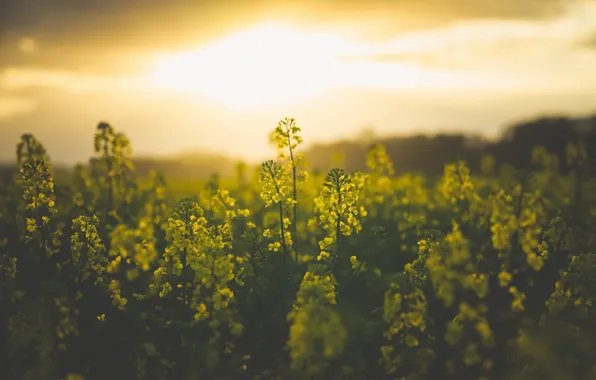 Picture field, nature, rape