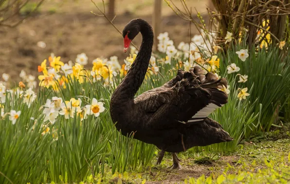 Greens, flowers, branches, nature, bird, black, spring, garden