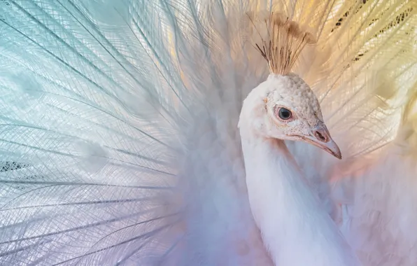 White, look, bird, tenderness, portrait, feathers, tail, peacock