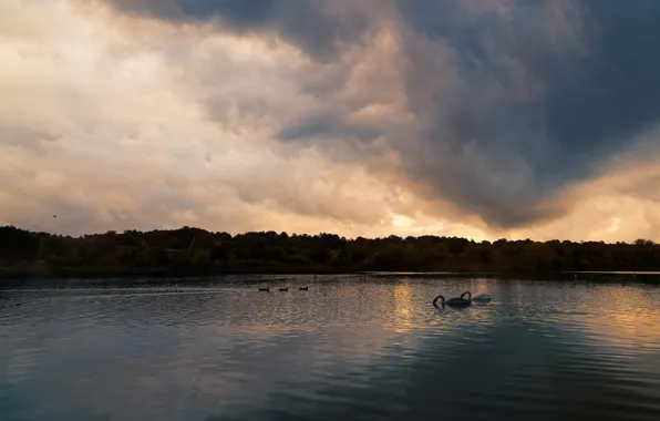 The sky, clouds, landscape, birds, clouds, lake, pond, shore