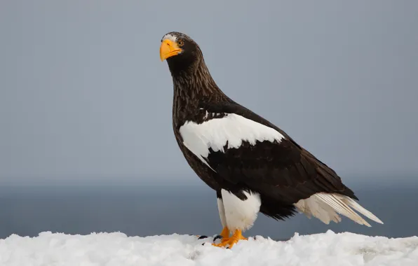 Snow, birds, predator, Steller's sea eagle