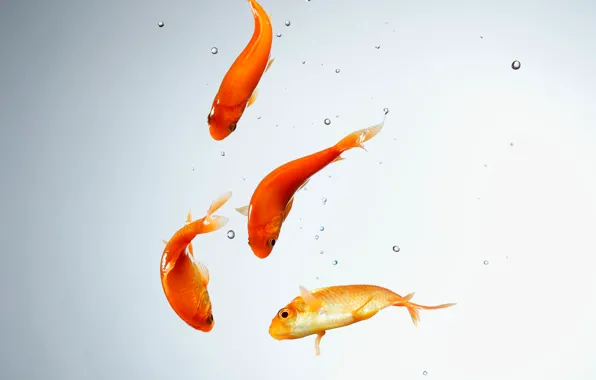 Gold Fish Wallpaper For Phone