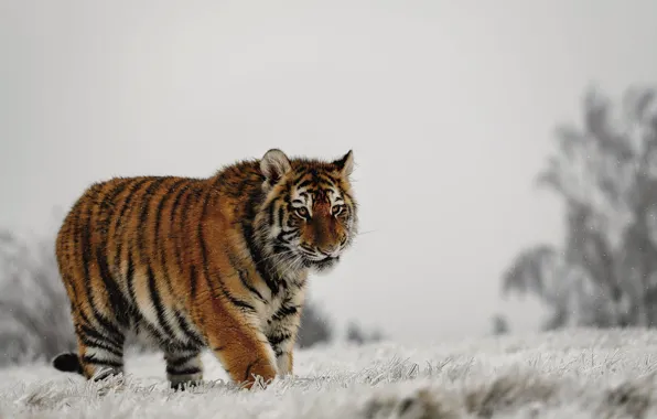 Picture winter, frost, field, grass, look, snow, nature, tiger