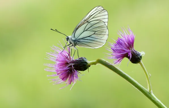 Picture butterfly, flowers, belyanka