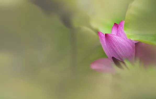 Flower, leaves, background, pink, petals, Lotus, bokeh, blurred