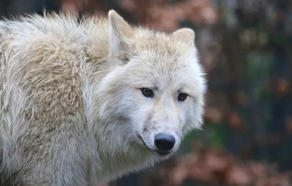 White, wolf, wool
