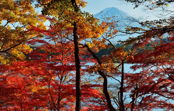 Autumn, the sky, leaves, trees, lake, Japan, mount Fuji