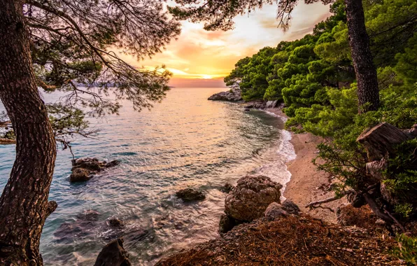 Picture sea, forest, trees, landscape, sunset, nature, stones, coast