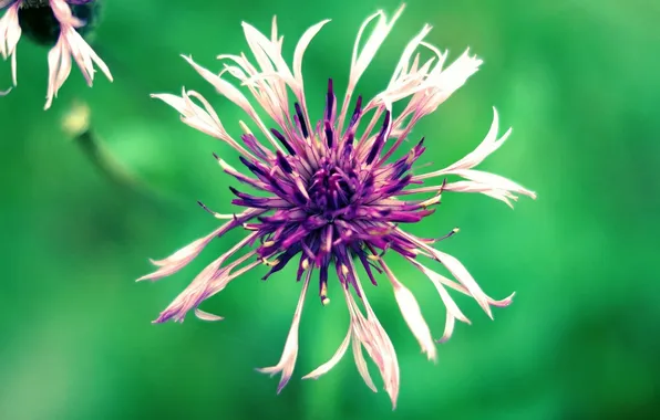 Flower, purple, macro, green, photo, background