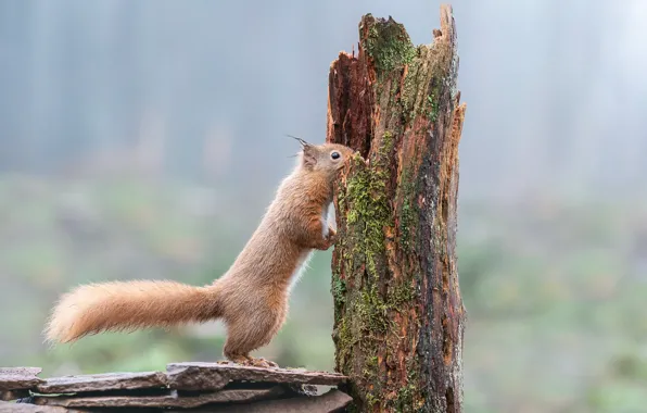 Look, nature, pose, tree, stump, protein, trunk, red