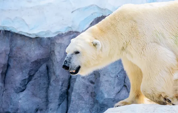 Ice, winter, look, snow, stones, polar bear