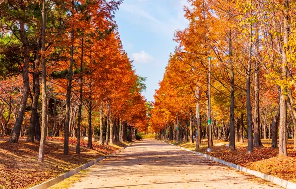 Road, autumn, leaves, trees, Park, road, nature, park