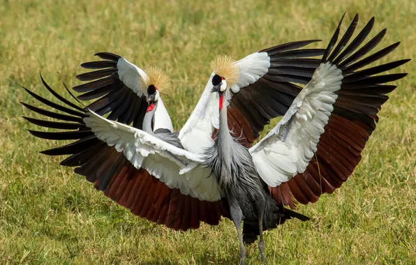 Nature, bird, Grey Crowned Cranes