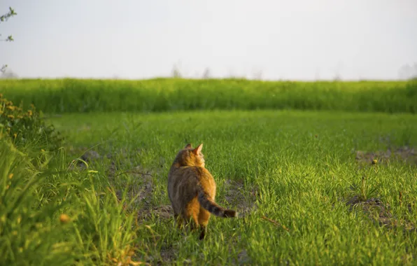 Grass, cat, walks by himself