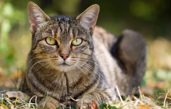 Picture cat, grass, cat, leaves, lies