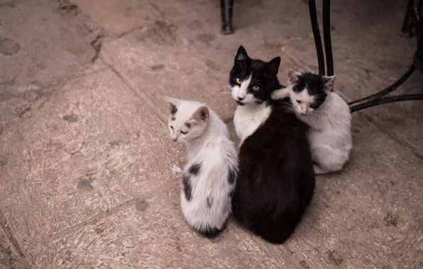 Look, cats, kitty, cats, tile, furniture, kittens, legs