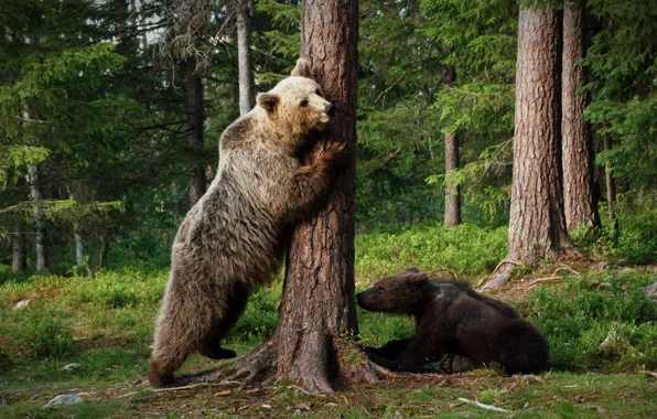 Forest, pose, tree, bears, pair, bear, a couple, stand