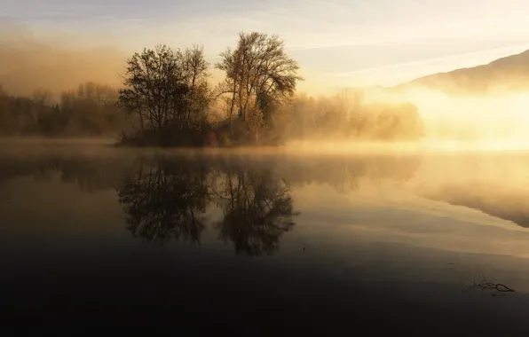 Trees, fog, lake, morning
