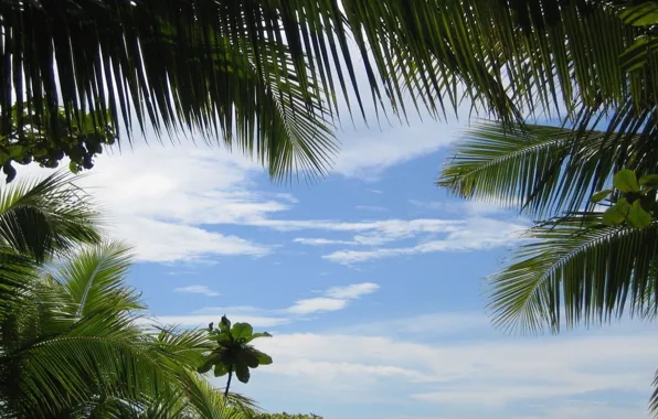 The sky, Tropics, Palm trees, Sky, Palm Trees, Tropics