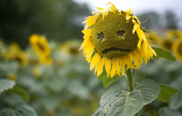 Picture sadness, field, summer, nature, sunflower