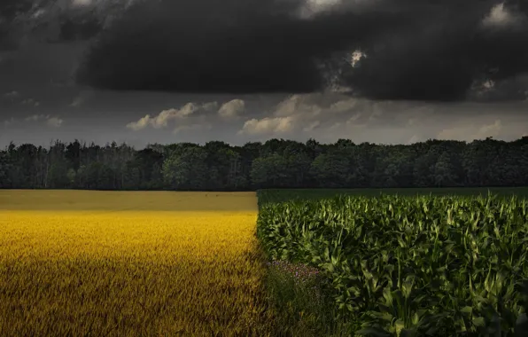 Field, autumn, clouds, green, yellow