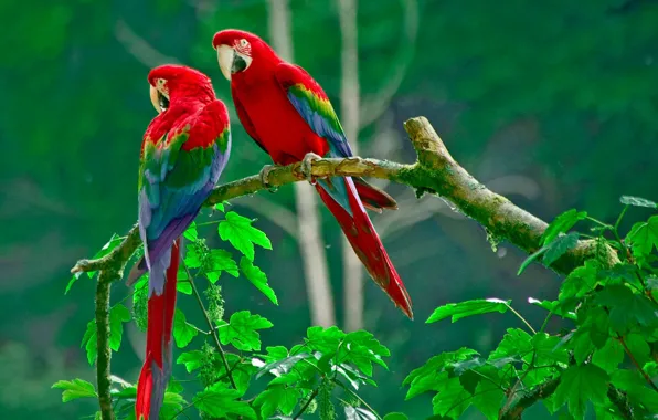 Picture greens, tropics, branch, parrots
