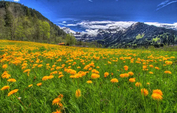 Picture the sky, grass, clouds, snow, trees, landscape, flowers, mountains