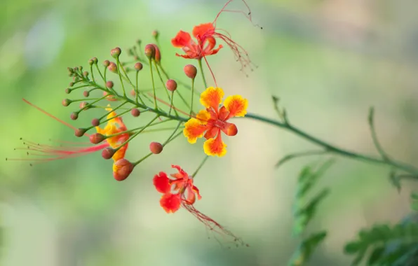 Picture nature, plant, petals, stem