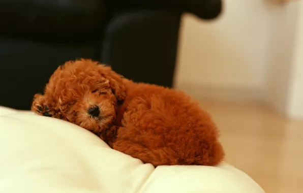 Dog, sleeping, puppy curly