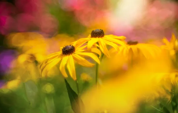Flowers, yellow, bokeh, rudbeckia