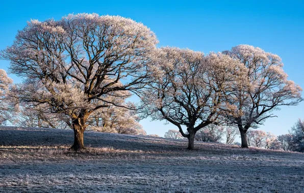 Picture frost, trees, morning