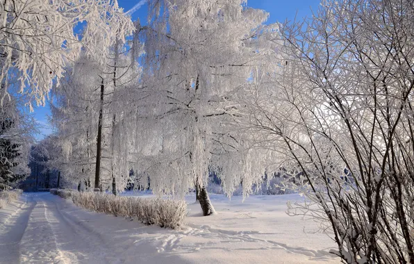 Winter, frost, road, forest, light, snow, trees, branches