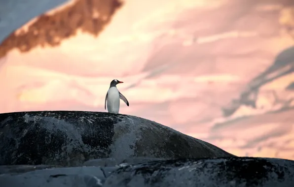 Snow, nature, stones, Antarctica, penguin, Alexander Perov