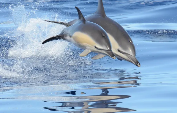 Picture sea, squirt, jump, pair, dolphins