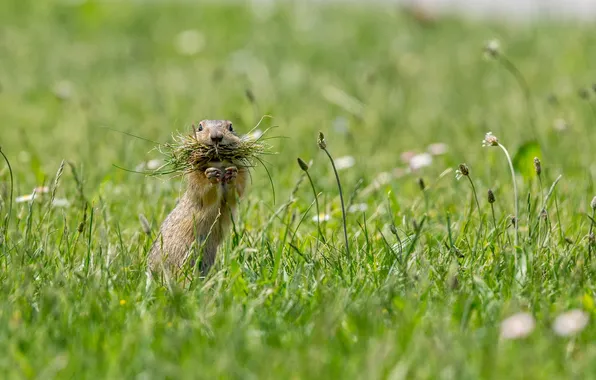 Grass, nature, The European ground squirrel