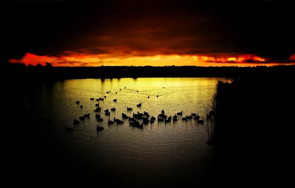 Picture HORIZON, The SKY, CLOUDS, SUNSET, PACK, BIRDS, POND, LAKE