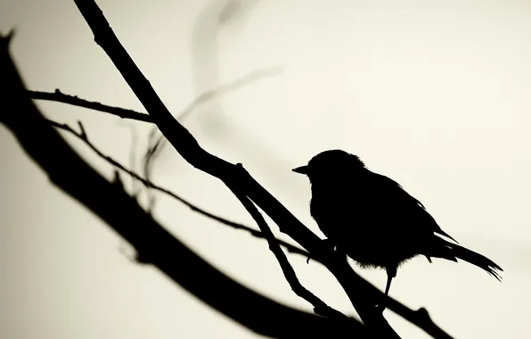 Picture black, branch, bird, Sparrow, tit