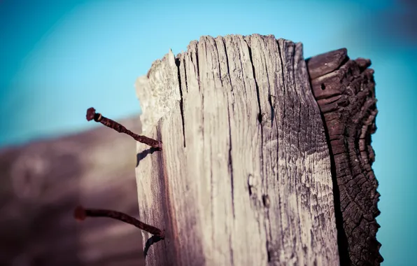 Macro, the fence, nails