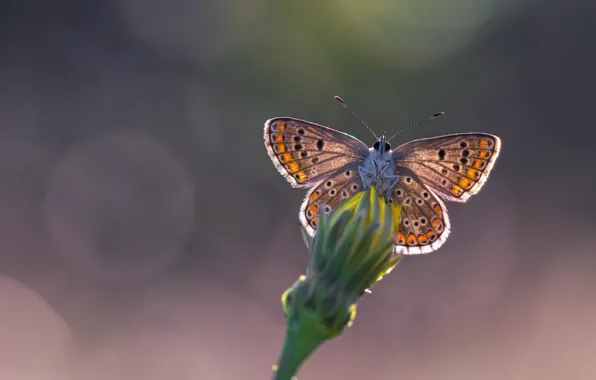 Picture flower, butterfly, butterfly