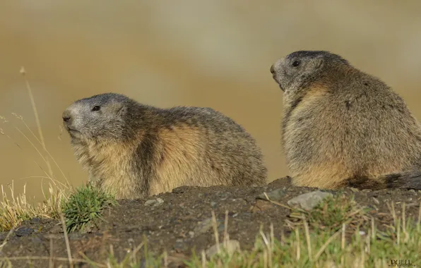 Nature, animals, pair, rodents, DUELL ©