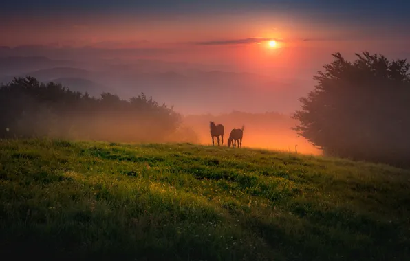 Picture summer, landscape, sunset, mountains, horse, horse, two, pasture