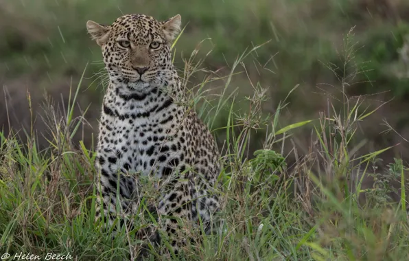 Face, thickets, predator, leopard, wild cat, young