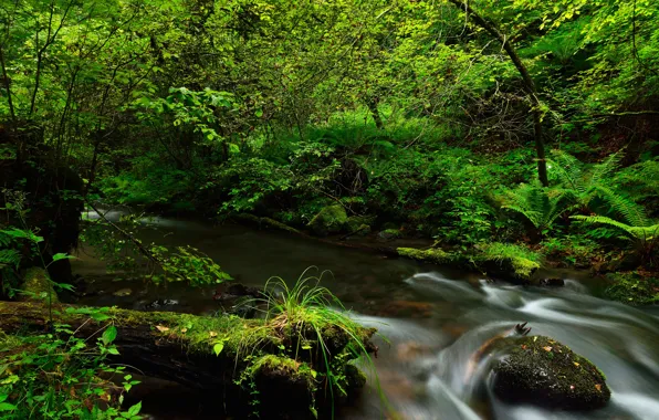 Greens, forest, stream, stones, moss, the bushes
