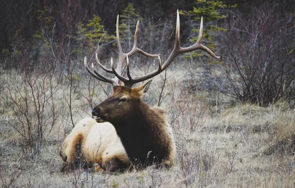 Forest, grass, nature, glade, deer, lies, horns, the bushes