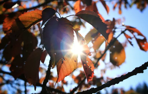 Picture Tree, Sun, Autumn, Mood