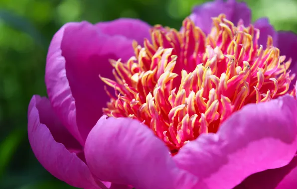 Picture summer, macro, pink, peony, widescreen