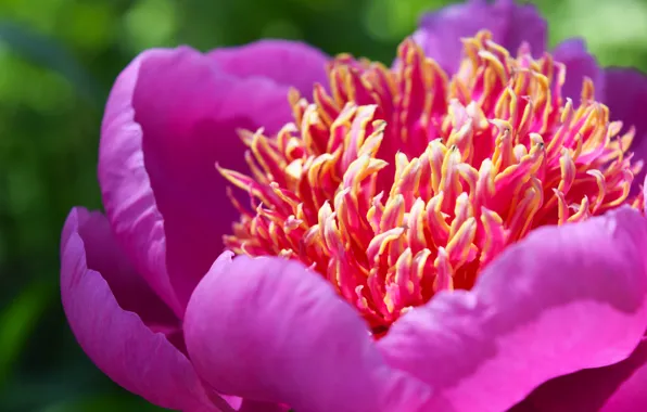 Summer, macro, pink, peony, widescreen