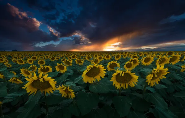 Field, sunflowers, sunflower, horizon