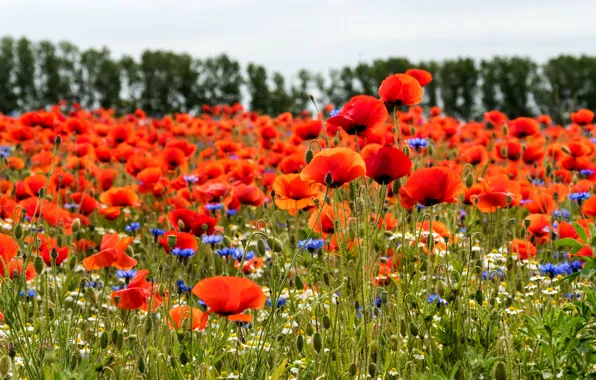 Field, summer, Maki, chamomile, meadow, cornflowers